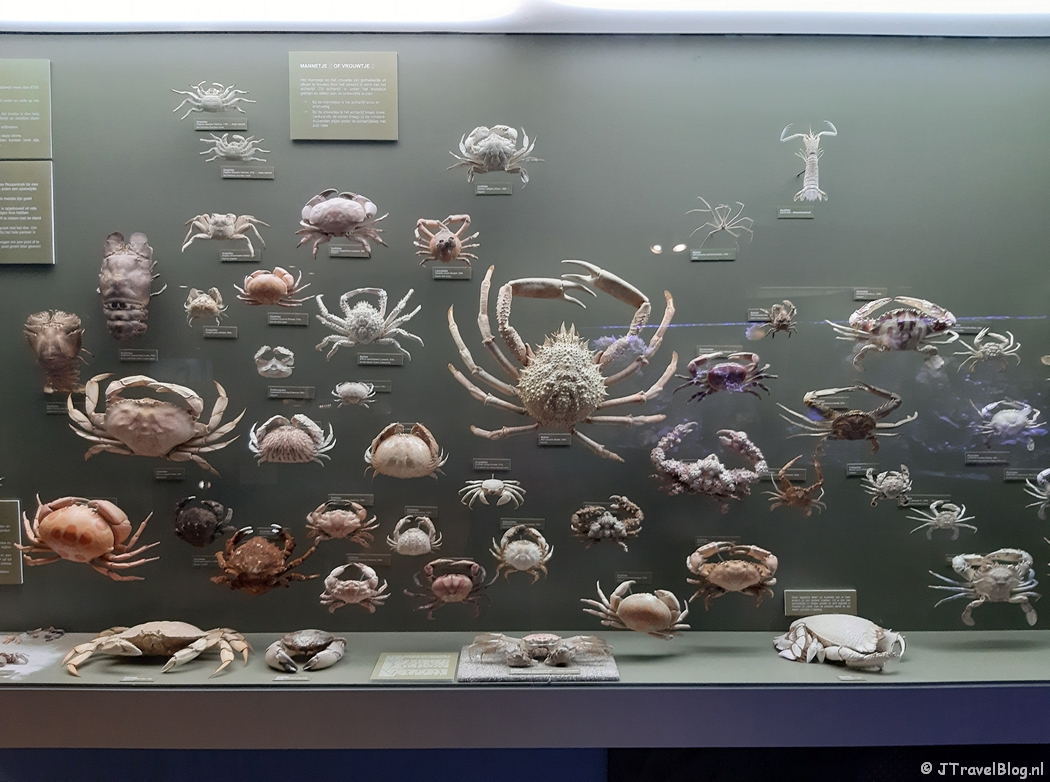 Krabbencollectie in Muzee Scheveningen in Den Haag