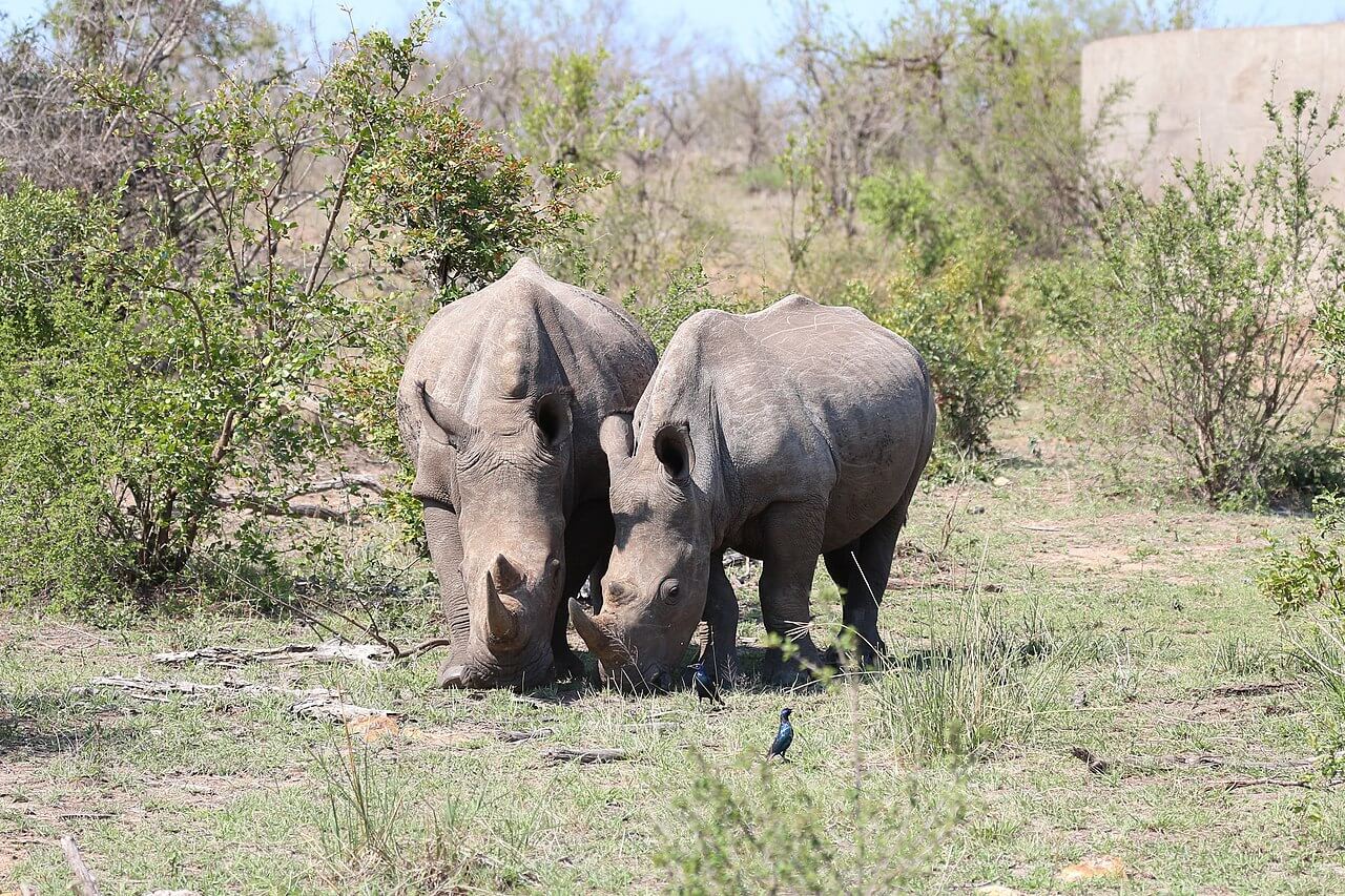 Kruger National Park, nr. 6 in Lonely Planetโs Best in Travel 2026 : 25 ervaringen