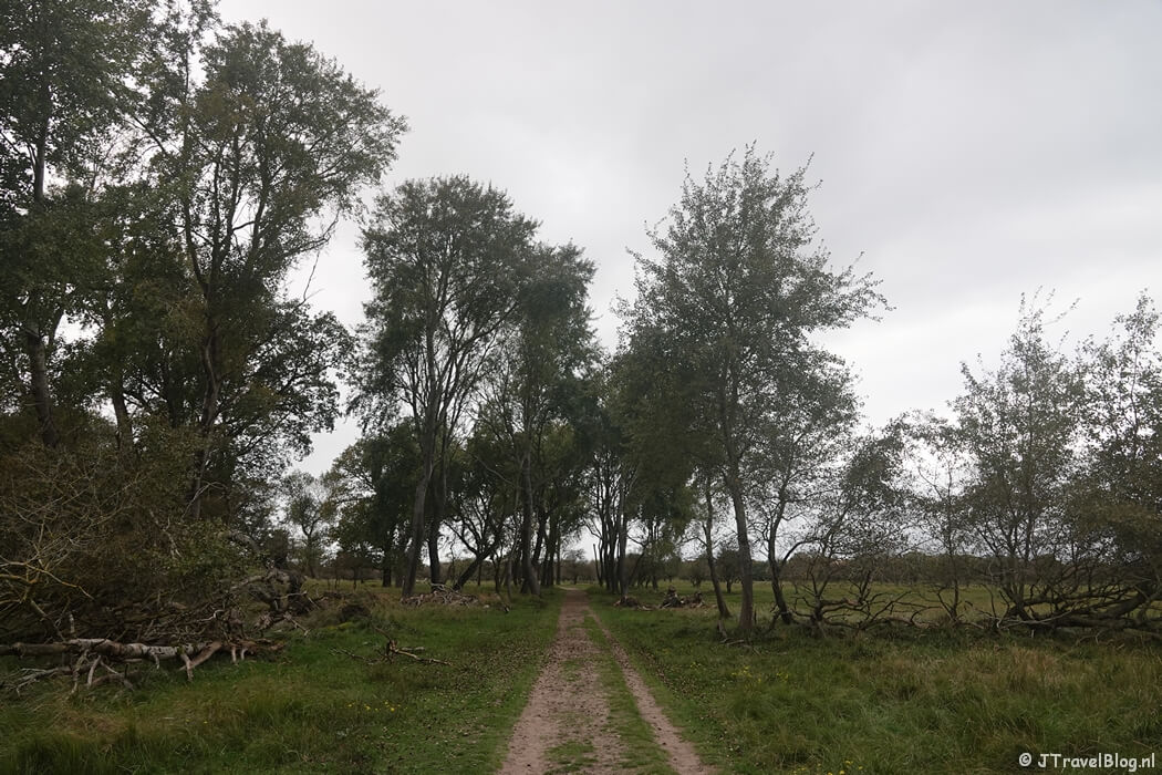 Een bospad tijdens de rode wandelroute vanaf ingang Panneland in de Amsterdamse Waterleidingduinen