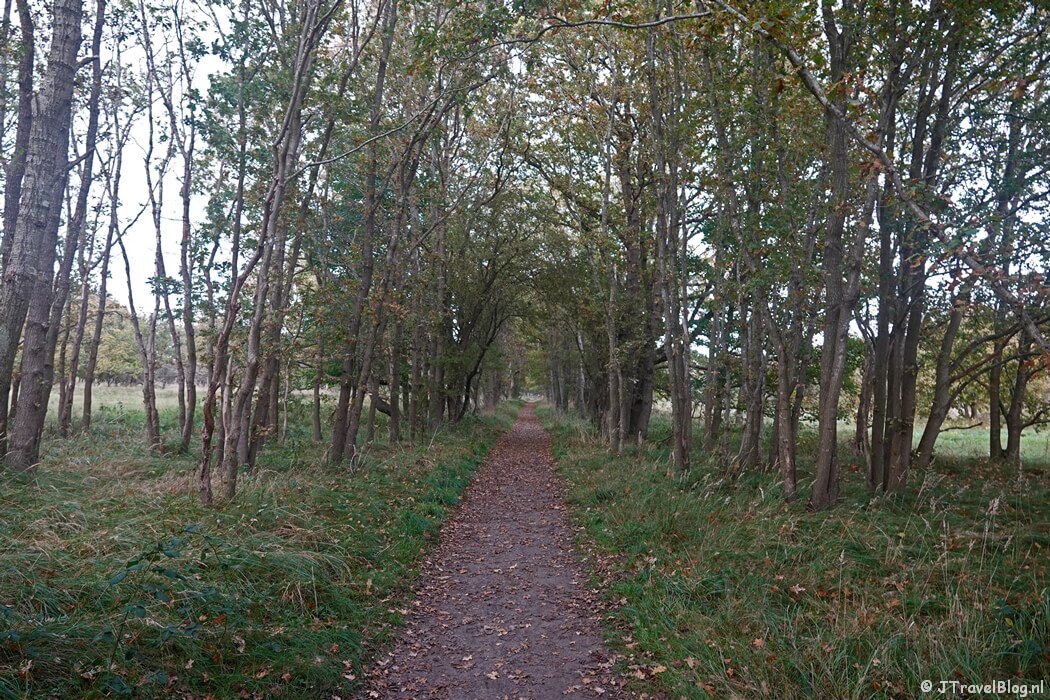 Een bospad tijdens de rode wandelroute vanaf ingang Panneland in de Amsterdamse Waterleidingduinen