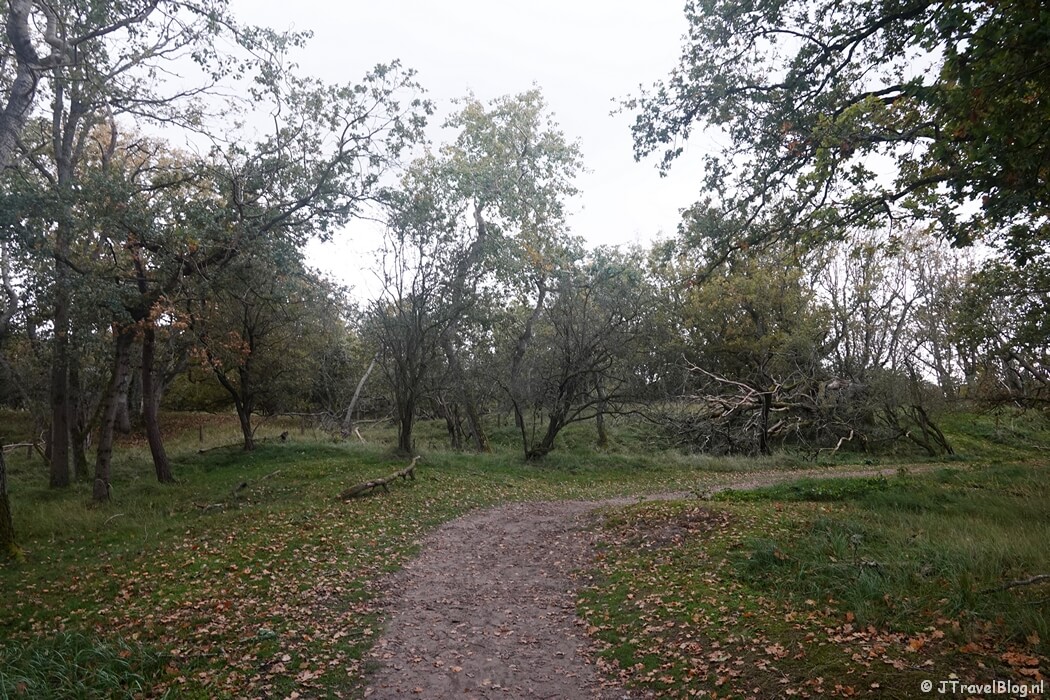 Een bospad tijdens de rode wandelroute vanaf ingang Panneland in de Amsterdamse Waterleidingduinen