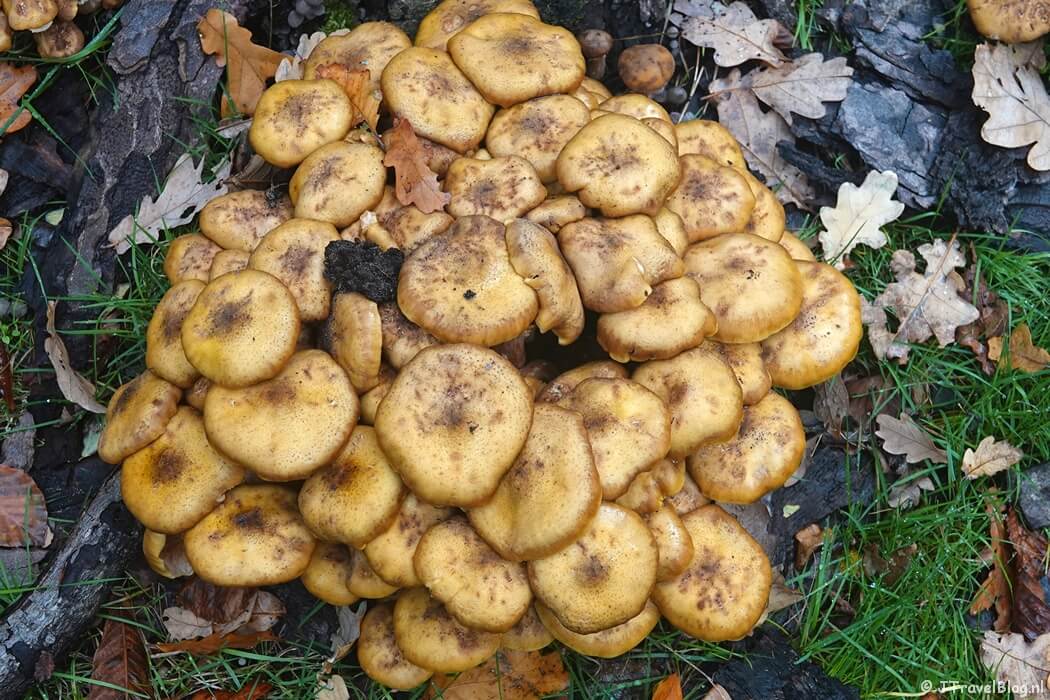 Paddenstoelen tijdens de rode wandelroute vanaf ingang Panneland in de Amsterdamse Waterleidingduinen