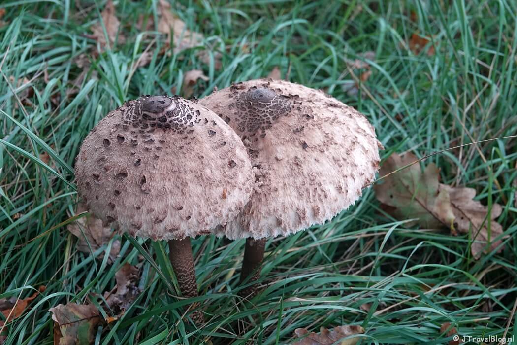 Parasolzwammen tijdens de rode wandelroute vanaf ingang Panneland in de Amsterdamse Waterleidingduinen