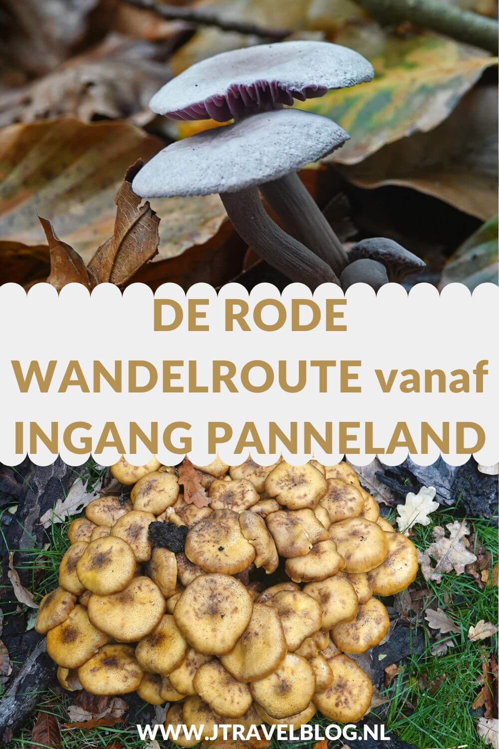 Ik liep de rode wandelroute vanaf ingang Panneland in de Amsterdamse Waterleidingduinen. Deze wandeling maak ik aan de hand van de rode routepaaltjes over een afstand van 3,8 kilometer. Mijn route en de achtergronden lees je in deze blog. #ingangpanneland #amsterdamsewaterleidingduinen #awd #wandelen #jtravel #jtravelblog