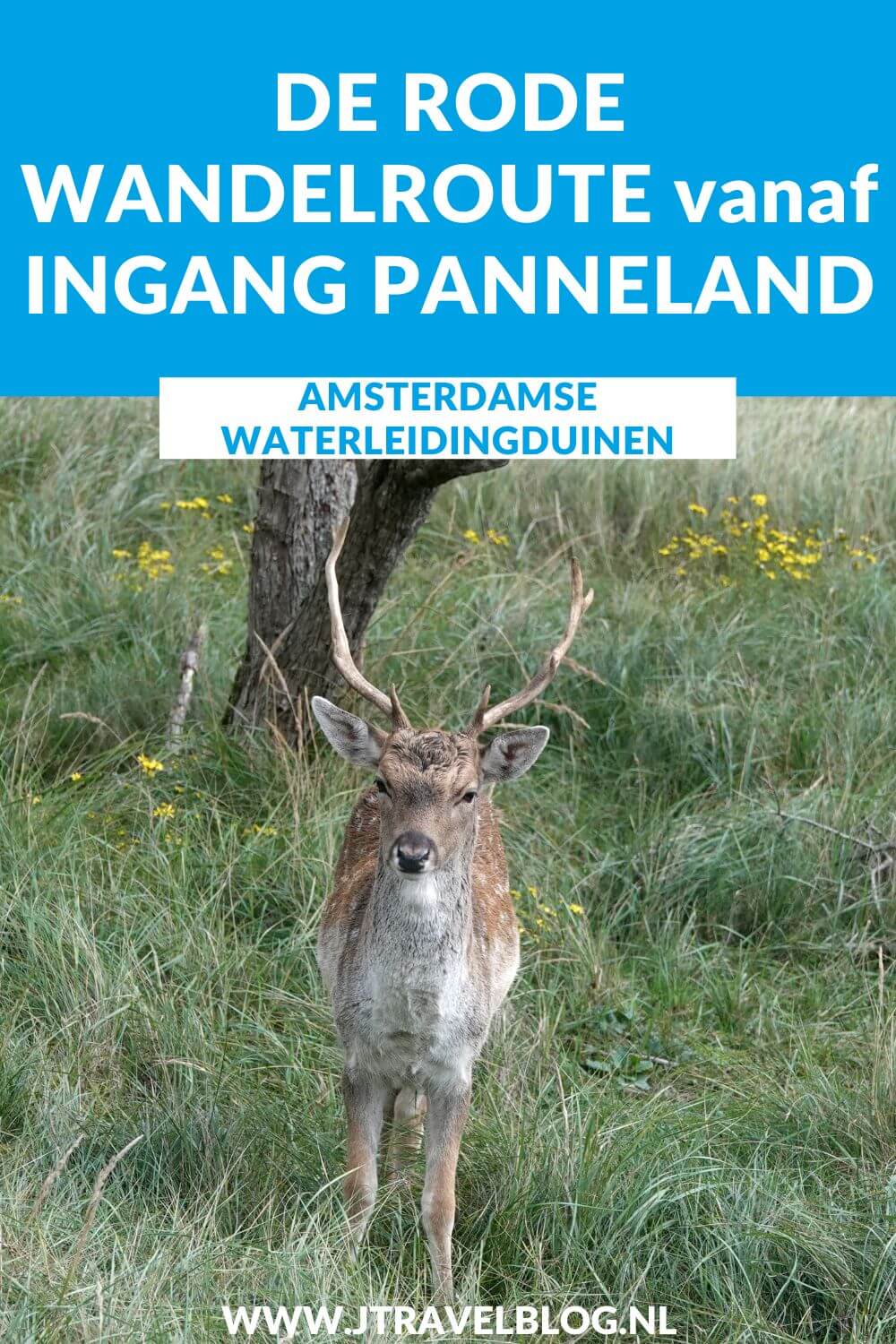 Ik liep de rode wandelroute vanaf ingang Panneland in de Amsterdamse Waterleidingduinen. Deze wandeling maak ik aan de hand van de rode routepaaltjes over een afstand van 3,8 kilometer. Mijn route en de achtergronden lees je in deze blog. #ingangpanneland #amsterdamsewaterleidingduinen #awd #wandelen #jtravel #jtravelblog