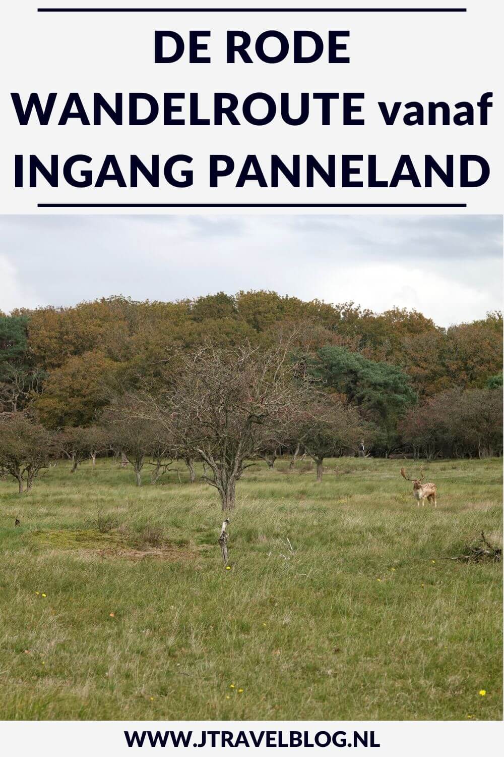 Ik liep de rode wandelroute vanaf ingang Panneland in de Amsterdamse Waterleidingduinen. Deze wandeling maak ik aan de hand van de rode routepaaltjes over een afstand van 3,8 kilometer. Mijn route en de achtergronden lees je in deze blog. #ingangpanneland #amsterdamsewaterleidingduinen #awd #wandelen #jtravel #jtravelblog