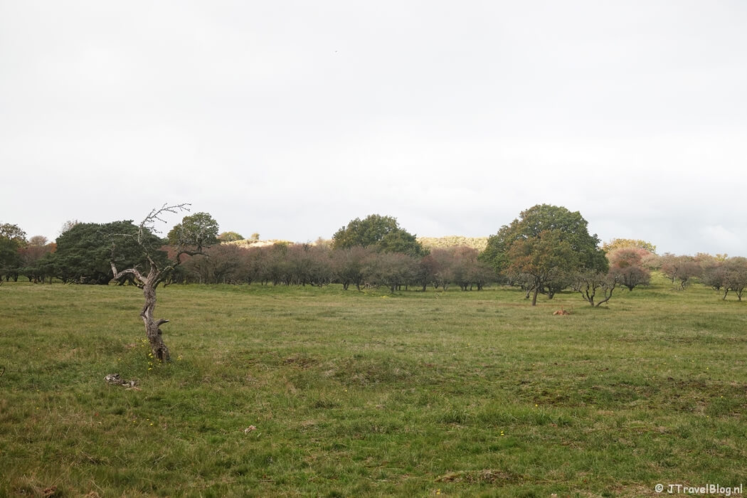 Het Zegveld tijdens de rode wandelroute vanaf ingang Panneland in de Amsterdamse Waterleidingduinen