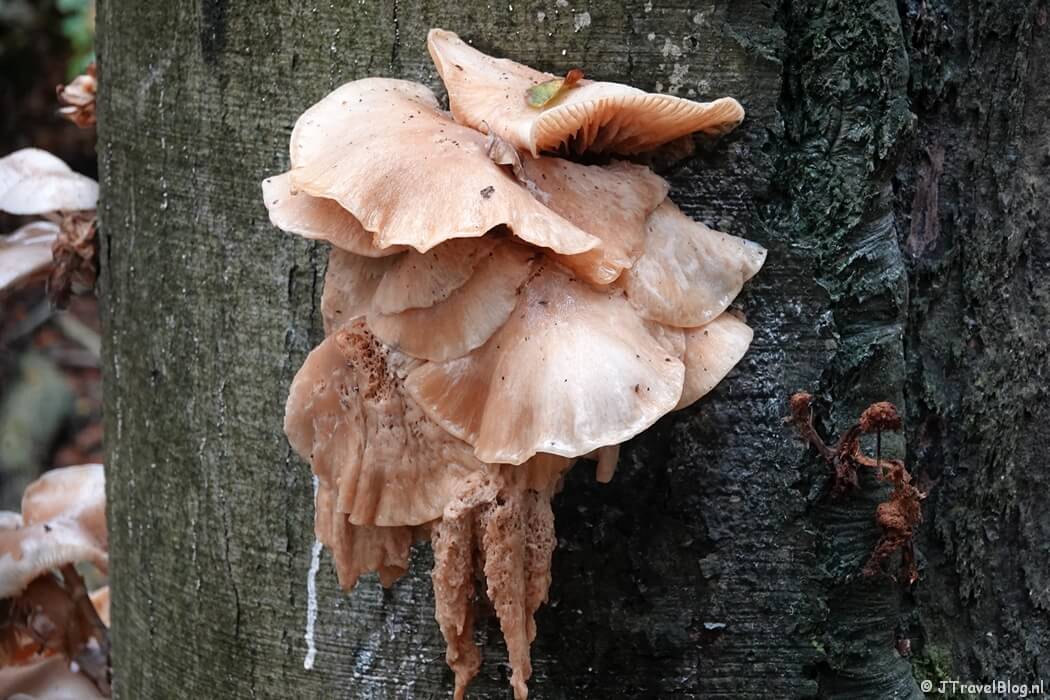 Paddenstoelen tijdens de rode wandelroute vanaf ingang Panneland in de Amsterdamse Waterleidingduinen