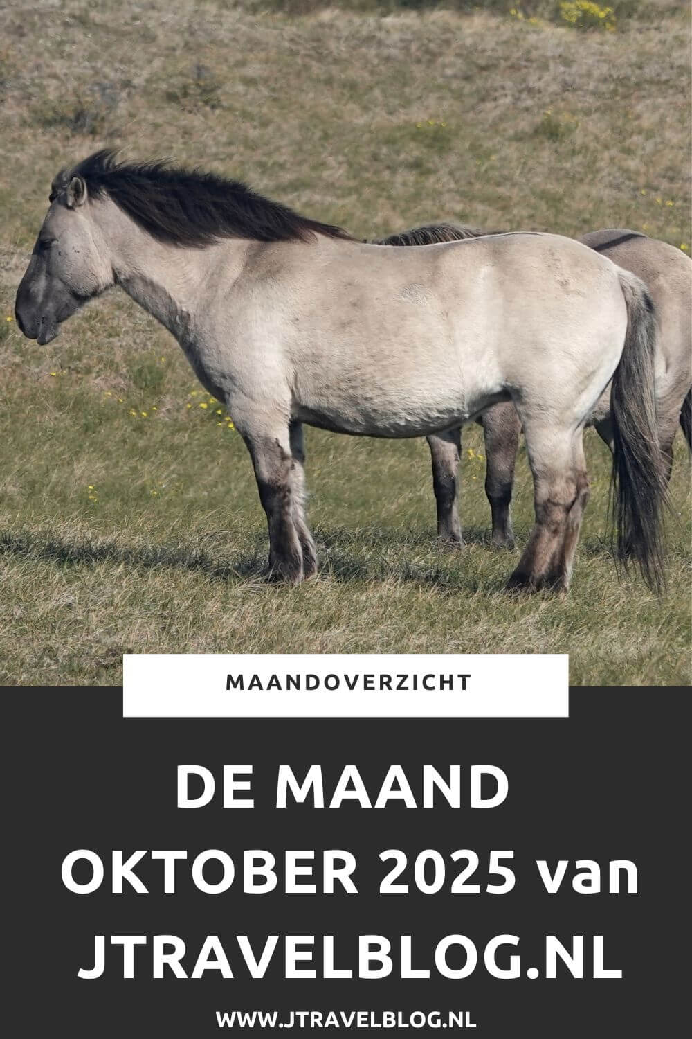 In oktober 2025 liep ik de 12e en 13e etappe van het Pad van de Vrijheid, maakte ik wandelingen langs street art werken in Rotterdam en maakte ik wandelingen in Nationaal Park Zuid-Kennemerland en de Amsterdamse Waterleidingduinen. Meer hier over lees je in dit maandoverzicht. #maandoverzicht #oktober2025 #padvandevrijheid #awd #rotterdam #nationaalparkzuidkennmerland #wandelen #jtravelblog #jtravel