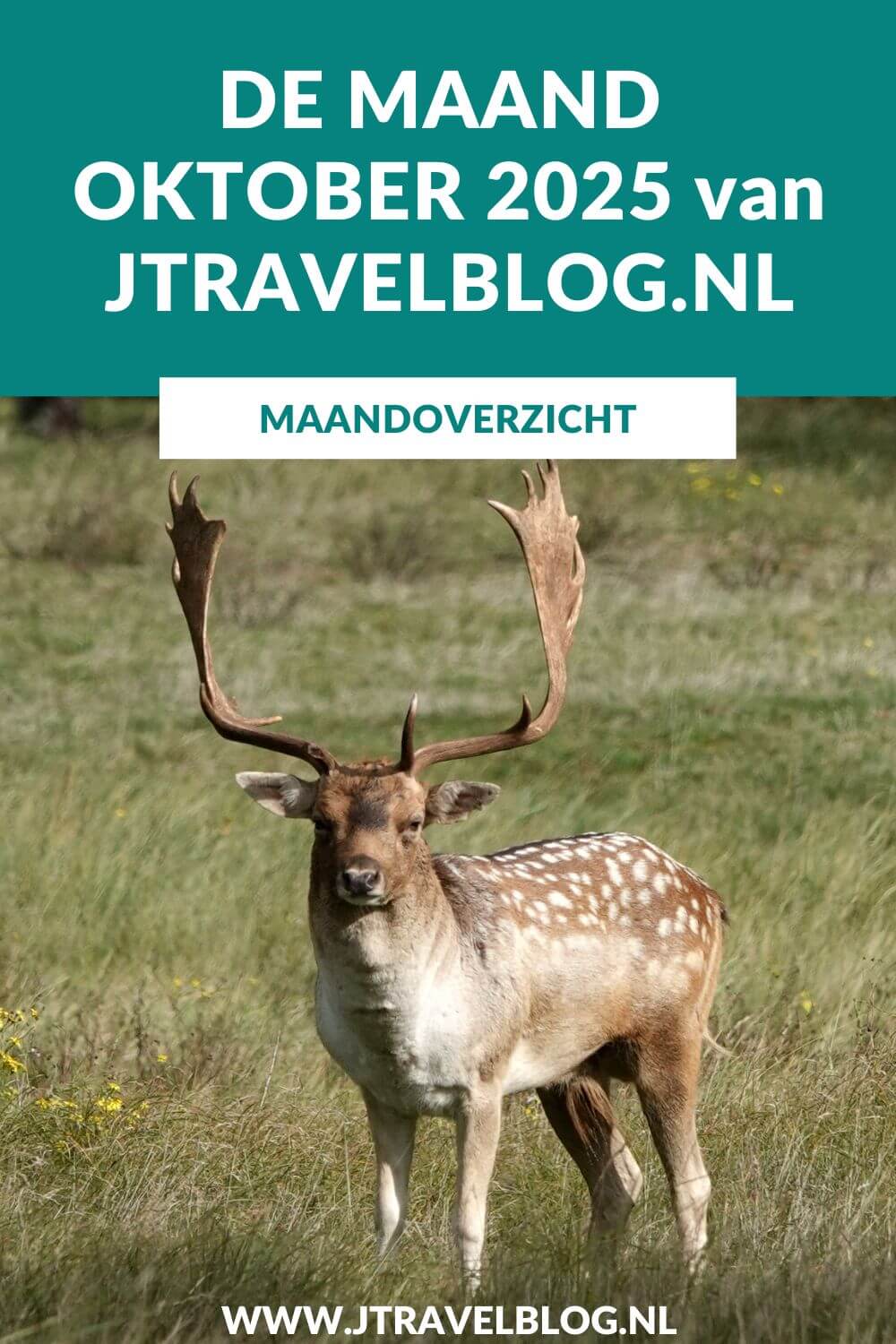 In oktober 2025 liep ik de 12e en 13e etappe van het Pad van de Vrijheid, maakte ik wandelingen langs street art werken in Rotterdam en maakte ik wandelingen in Nationaal Park Zuid-Kennemerland en de Amsterdamse Waterleidingduinen. Meer hier over lees je in dit maandoverzicht. #maandoverzicht #oktober2025 #padvandevrijheid #awd #rotterdam #nationaalparkzuidkennmerland #wandelen #jtravelblog #jtravel