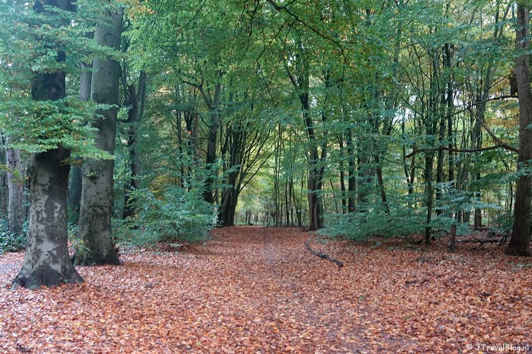Een bospad tijdens etappe 13 van het Pad van de Vrijheid van Rhenen naar Wageningen