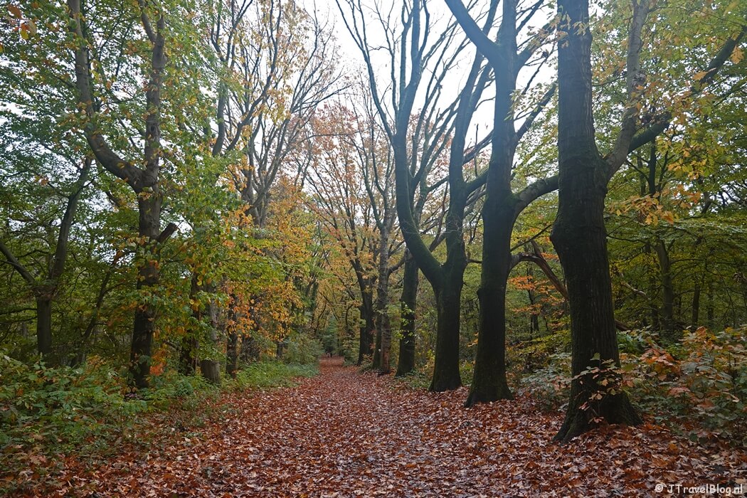 De bossen tijdens etappe 13 van het Pad van de Vrijheid van Rhenen naar Wageningen