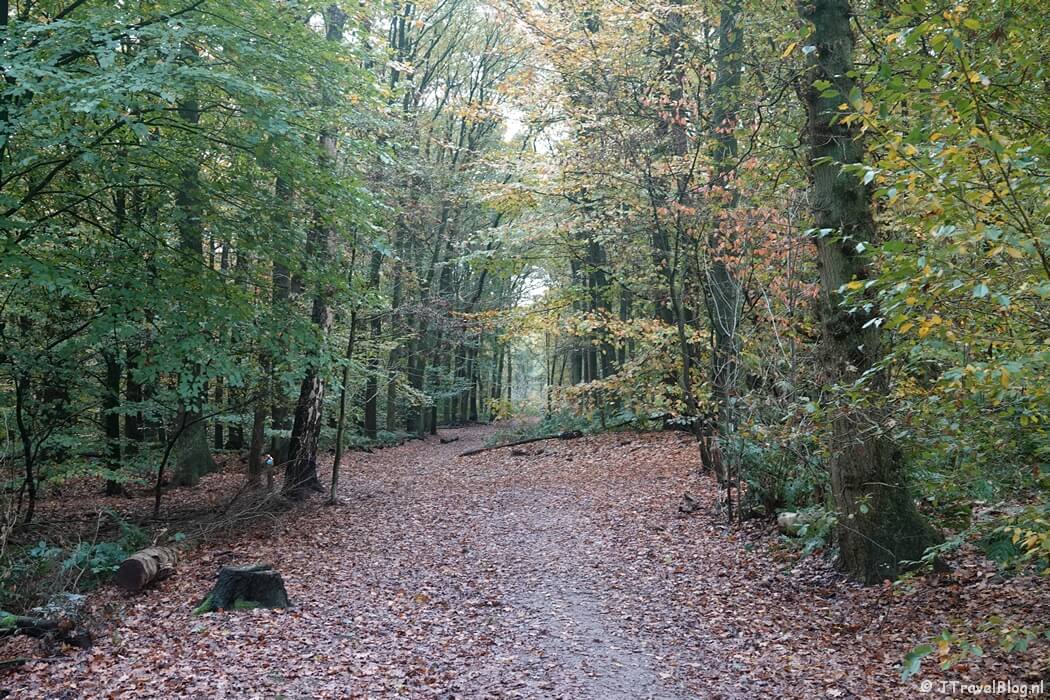 Een bospad tijdens etappe 13 van het Pad van de Vrijheid van Rhenen naar Wageningen