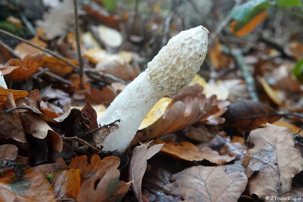 Een paddenstoel tijdens etappe 13 van het Pad van de Vrijheid van Rhenen naar Wageningen
