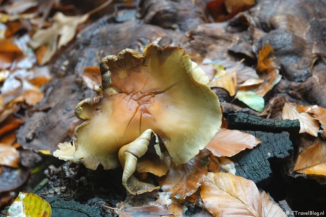 Een paddenstoel tijdens etappe 13 van het Pad van de Vrijheid van Rhenen naar Wageningen
