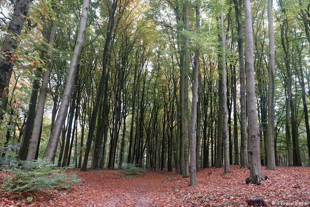 Het bos tijdens etappe 13 van het Pad van de Vrijheid van Rhenen naar Wageningen
