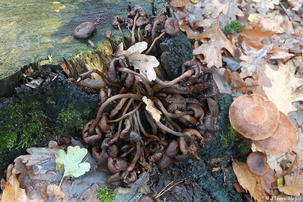 Paddenstoelen tijdens etappe 13 van het Pad van de Vrijheid van Rhenen naar Wageningen