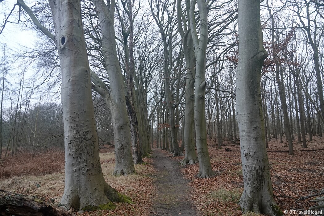 Een beukenlaan in de Amsterdamse Waterleidingduinen tijdens de Trage Tocht Zandvoort