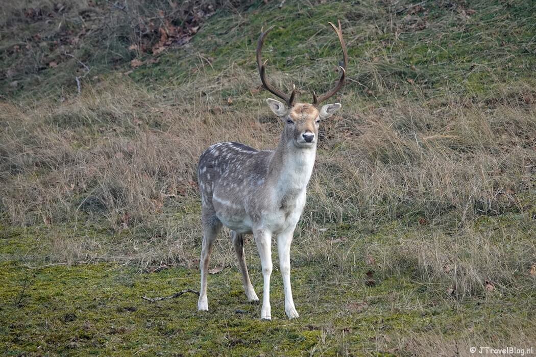 De damhert in de Amsterdamse Waterleidingduinen tijdens de Trage Tocht Zandvoort