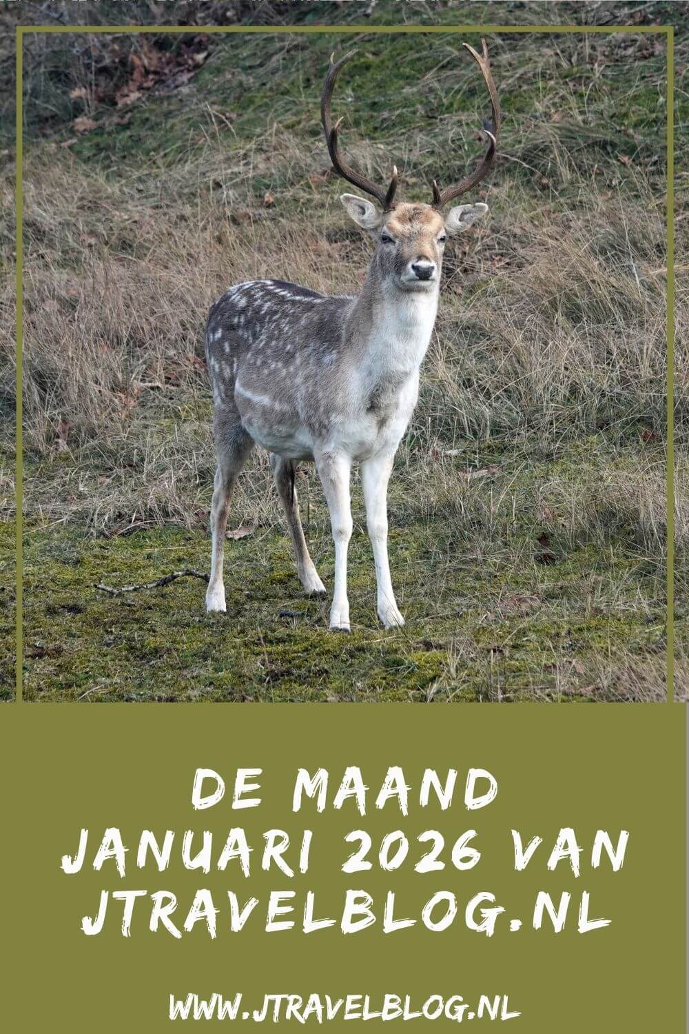 In januari 2026 bezocht ik twee musea in Leiden, maakte ik twee podwalks in Amsterdam en liep ik de Trage Tocht Zandvoort in de Amsterdamse Waterleidingduinen. Meer hier over lees je in dit maandoverzicht. #maandoverzicht #januari2026 #leiden #amsterdam #podwalks #amsterdamsewaterleidingduinen #tragetocht #wandelen #jtravel #jtravelblog