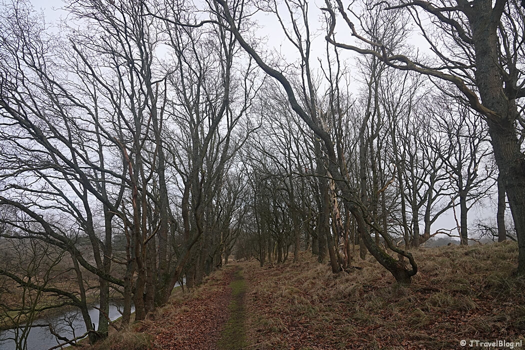 Een bospad tijdens de Trage Tocht Amsterdamse Waterleidingduinen