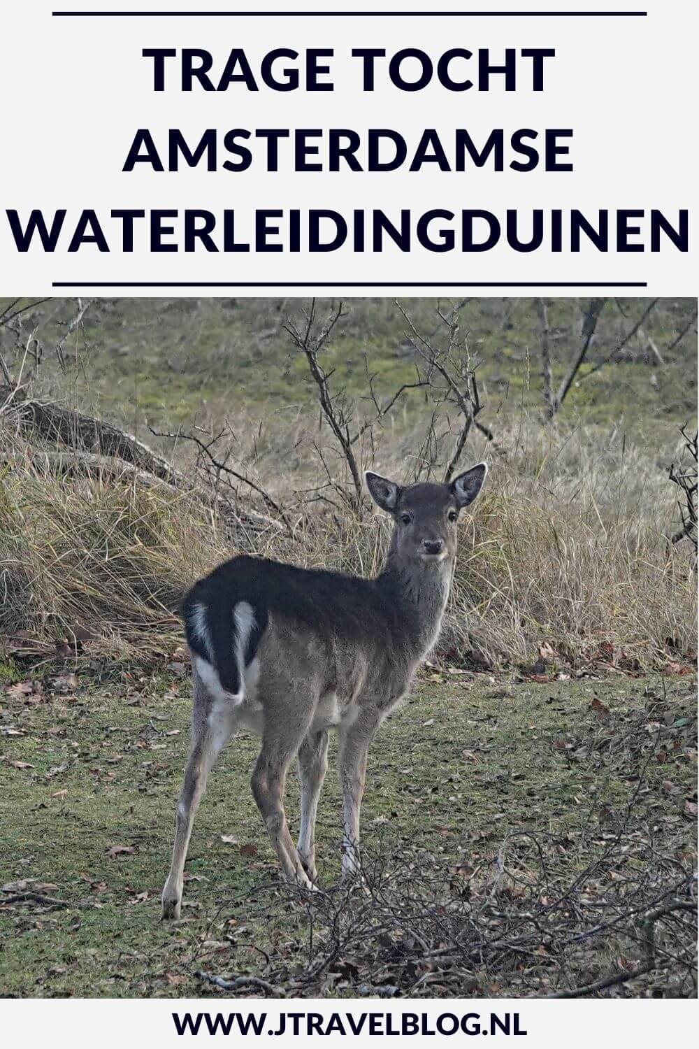 Ik liep deย Trage Tocht Amsterdamse Waterleidingduinen. Vanaf ingang Zandvoortselaan loop ik via Oranjekom/Oase en Panneland via het Eiland van Rolvers weer naar de Zandvoortselaan. Onderweg beklim ik de Rozenberg en de Appelenberg en zie ik bunkers en damherten. In deze blog neem ik je mee naar de Amsterdamse Waterleidingduinen.ย #amsterdamsewaterleidingduinen #wandelen #jtravelblog #jtravel