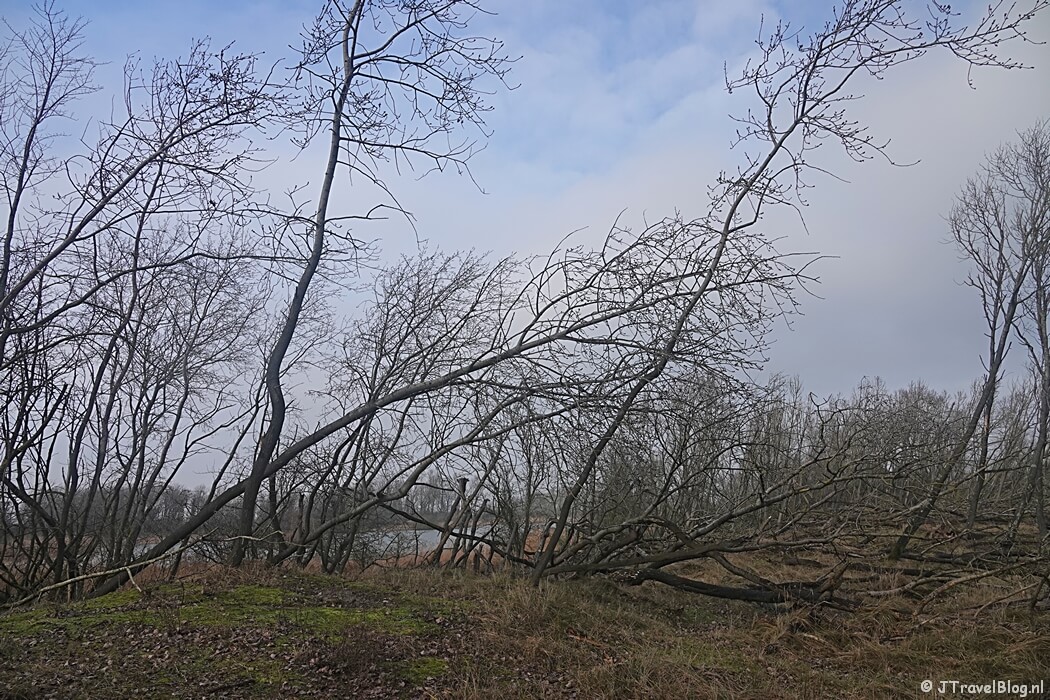 Een bos tijdens de Trage Tocht Amsterdamse Waterleidingduinen