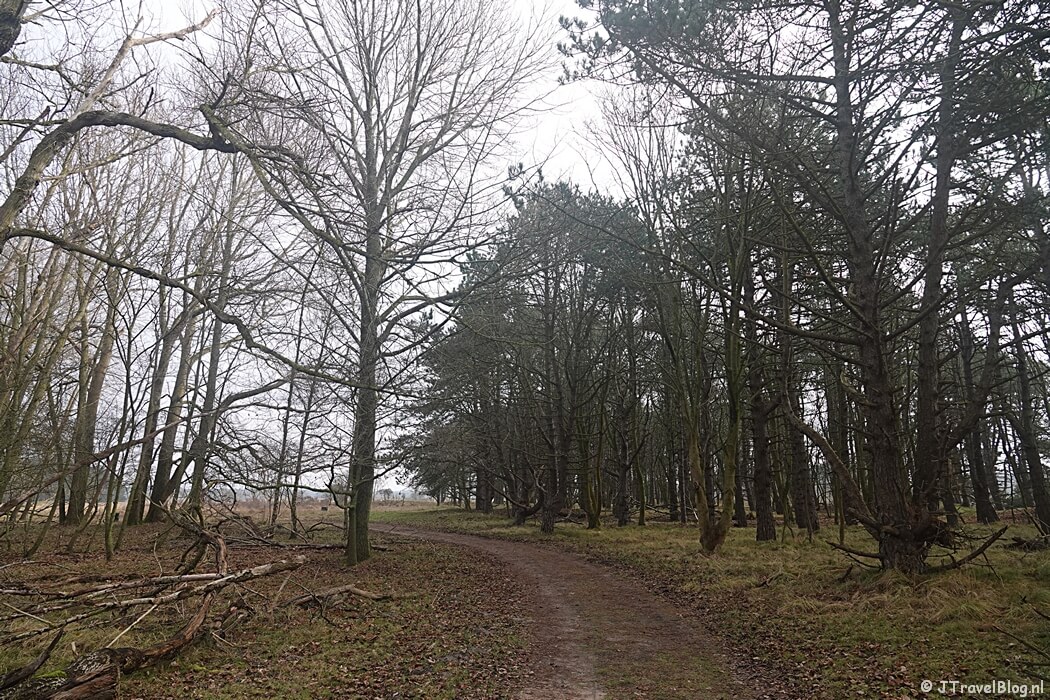 Een bospad tijdens de Trage Tocht Amsterdamse Waterleidingduinen