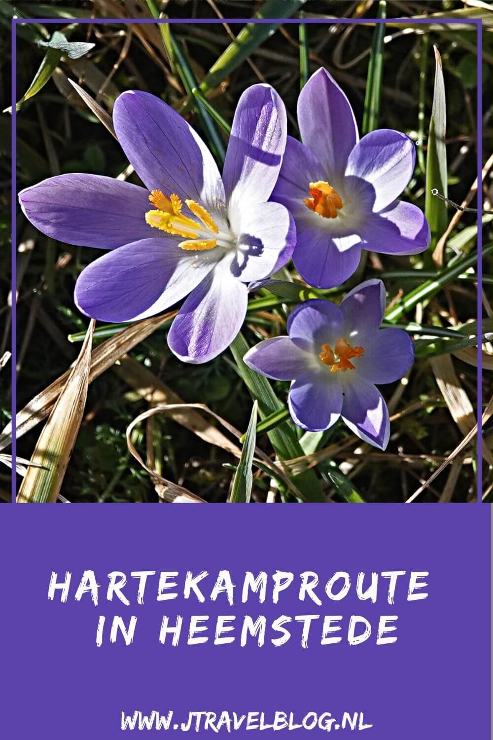 Ik liep de Hartekamproute in Heemstede van Wandelnetwerk Noord-Holland. Deze wandelroute heeft een lengte van 4,71 kilometer en start bij startpunt de Glip bij Heemstede en gaat via de buitenplaatsen De Overplaats en De Hartekamp in Heemstede. Wandel je mee? #overplaats #hartekamp #heemstede #wandelnetwerknoordholland #wandelen #jtravelblog #jtravel