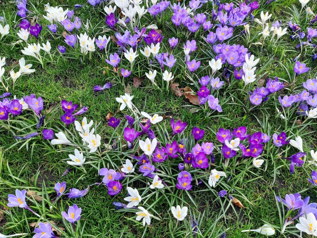 Krokussen in Groningen tijdens mijn Trage Tocht Groningen