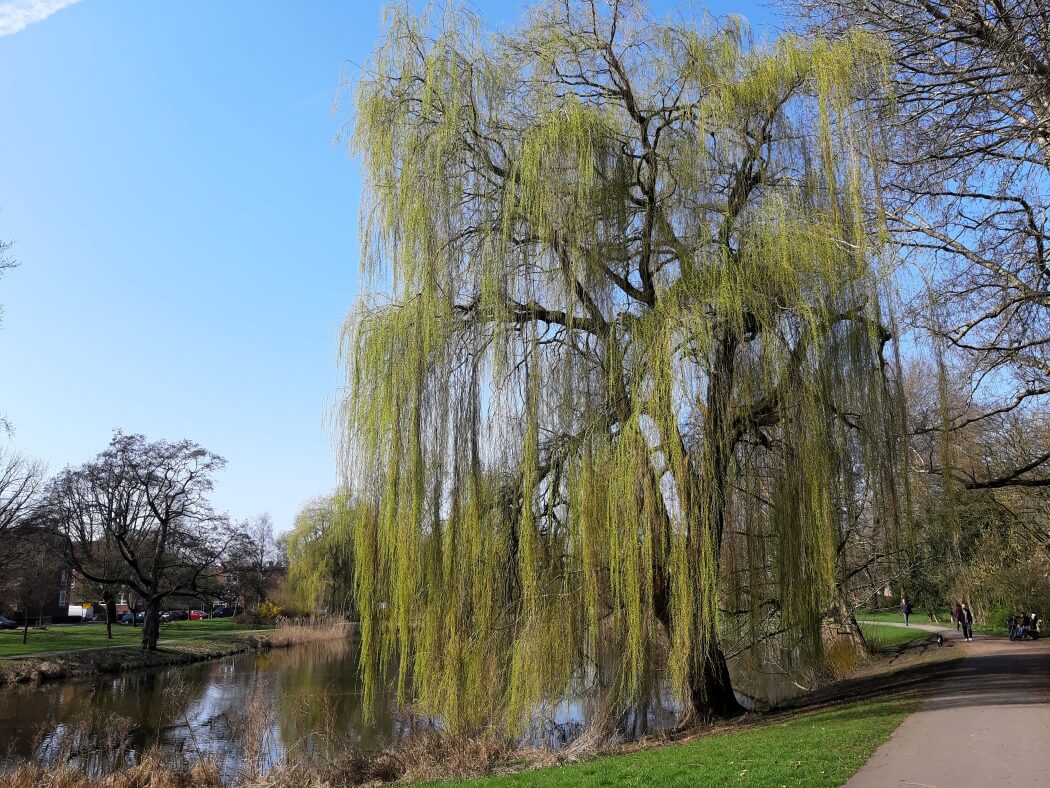 Mokukkenplantsoen in Groningen tijdens mijn Trage Tocht Groningen