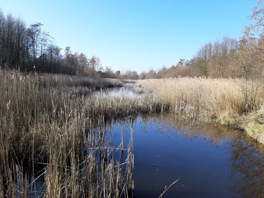Het Middelstummerbos tijdens het knopenrondje Middelstum