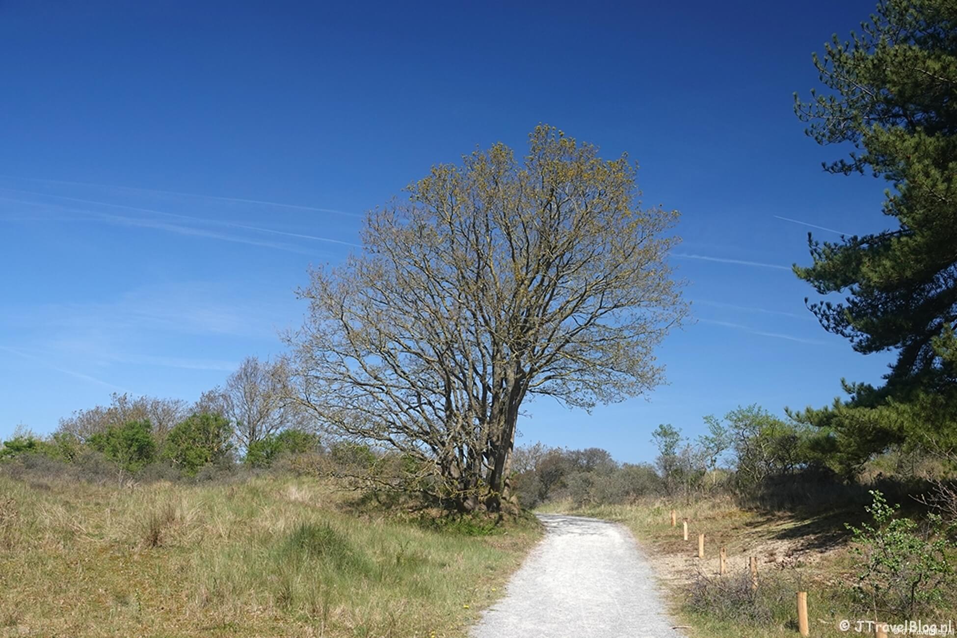 NS-wandeling Meijendel