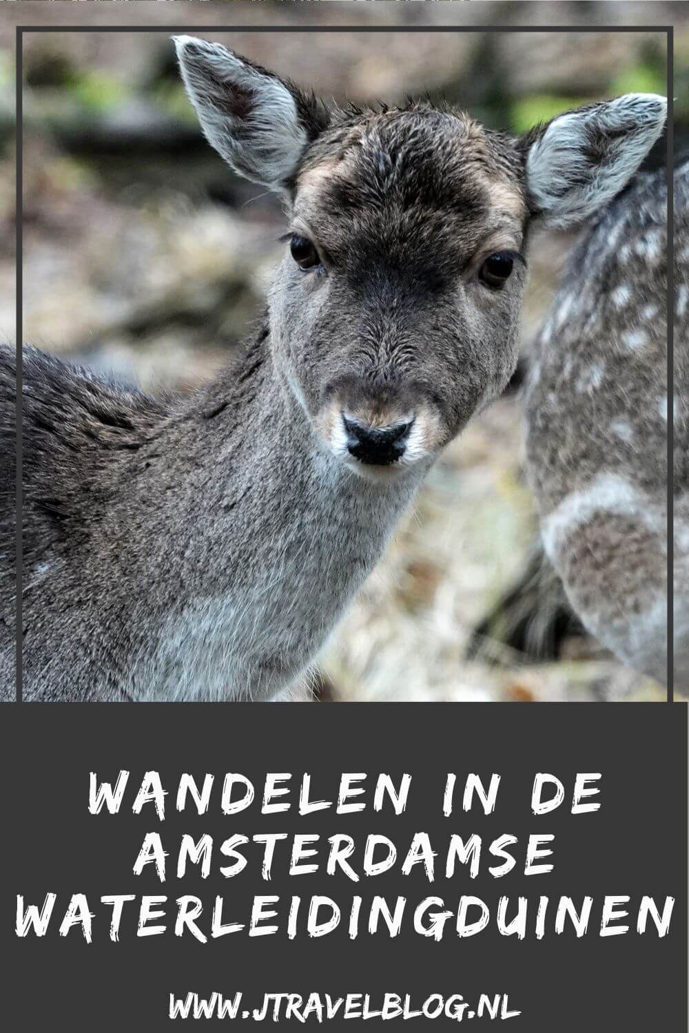 In deze blog heb ik de wandelroutes in de Amsterdamse Waterleidingduinen voor je op een rijtje gezet. Er zijn tal van mogelijkheden vanaf alle vier de ingangen van de Amsterdamse Waterleidingduinen. Wandel en lees je mee? #awd #amsterdamsewaterleidingduinen #wandelen #jtravelblog #jtravel