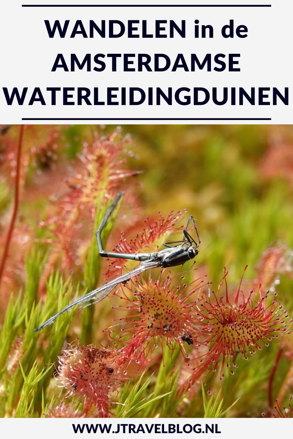 In deze blog heb ik de wandelroutes in de Amsterdamse Waterleidingduinen voor je op een rijtje gezet. Er zijn tal van mogelijkheden vanaf alle vier de ingangen van de Amsterdamse Waterleidingduinen. Wandel en lees je mee? #awd #amsterdamsewaterleidingduinen #wandelen #jtravelblog #jtravel