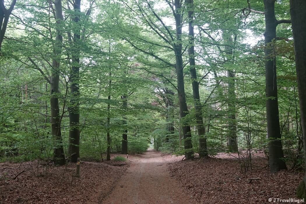 Amerongse Bos tijdens etappe 4 van het Utrechtpad van Leersum naar Amerongen