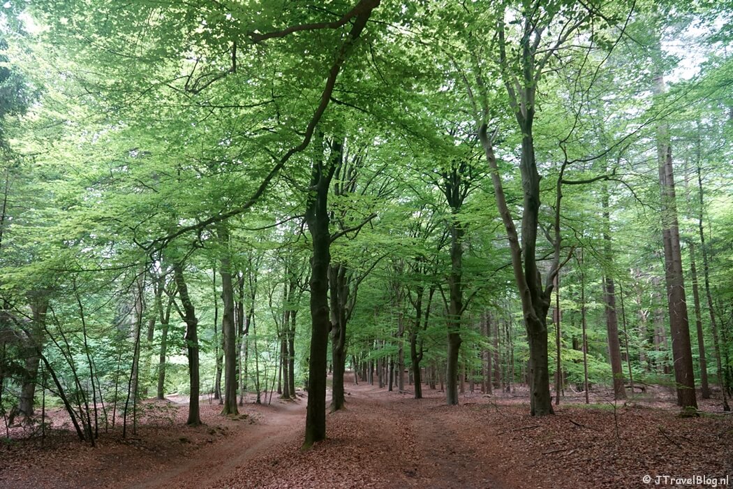 De Amerongse Berg tijdens etappe 4 van het Utrechtpad van Leersum naar Amerongen