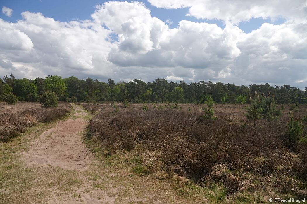 De Ginkelduinse Heide tijdens etappe 4 van het Utrechtpad van Leersum naar Amerongen