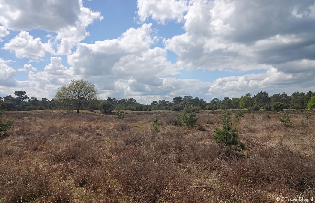 Ginkelduinse heide tijdens etappe 4 van het Utrechtpad van Leersum naar Amerongen