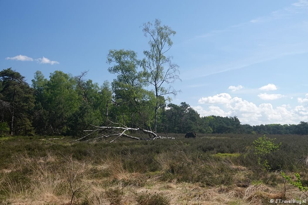 Breeveen tijdens etappe 4 van het Utrechtpad van Leersum naar Amerongen