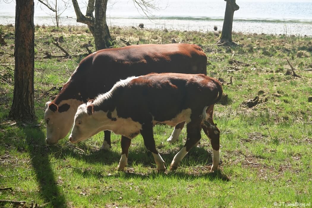 Hereford runderen tijdens etappe 4 van het Utrechtpad van Leersum naar Amerongen