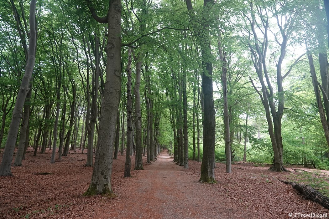 Amerongse Bos tijdens etappe 4 van het Utrechtpad van Leersum naar Amerongen