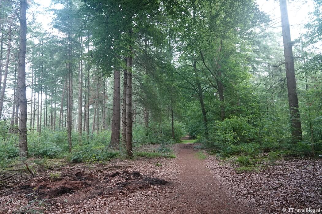 Een bospad tijdens mijn Trage Tocht Garderen