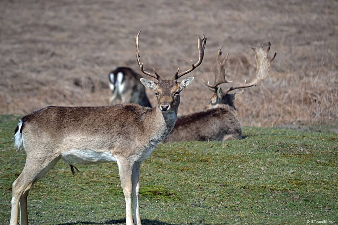 Een damhert in de Amsterdamse Waterleidingduinen