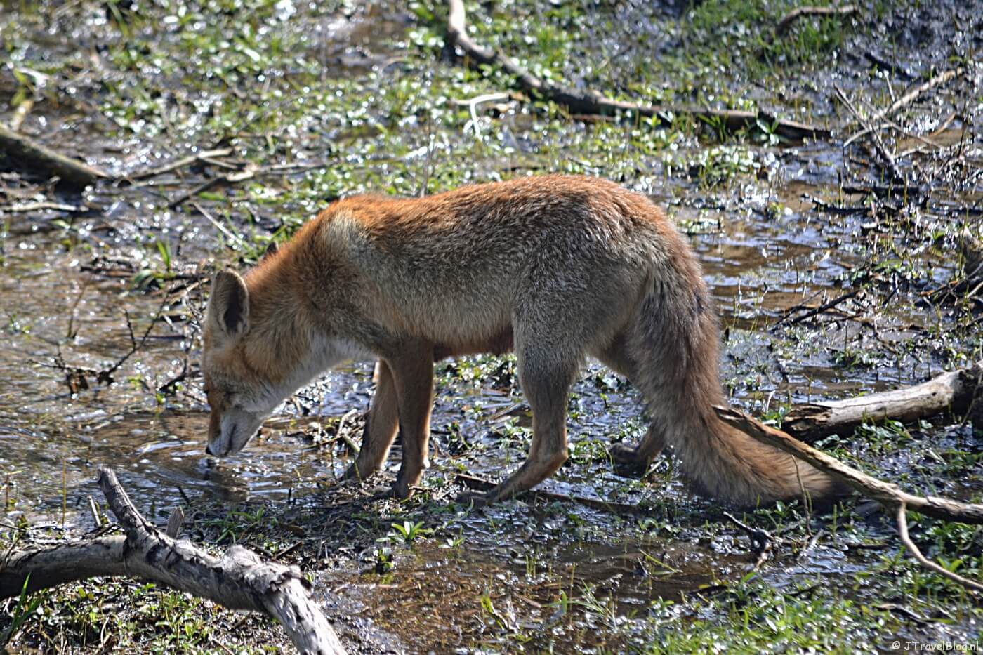 Een vos in de Amsterdamse Waterleidingduinen