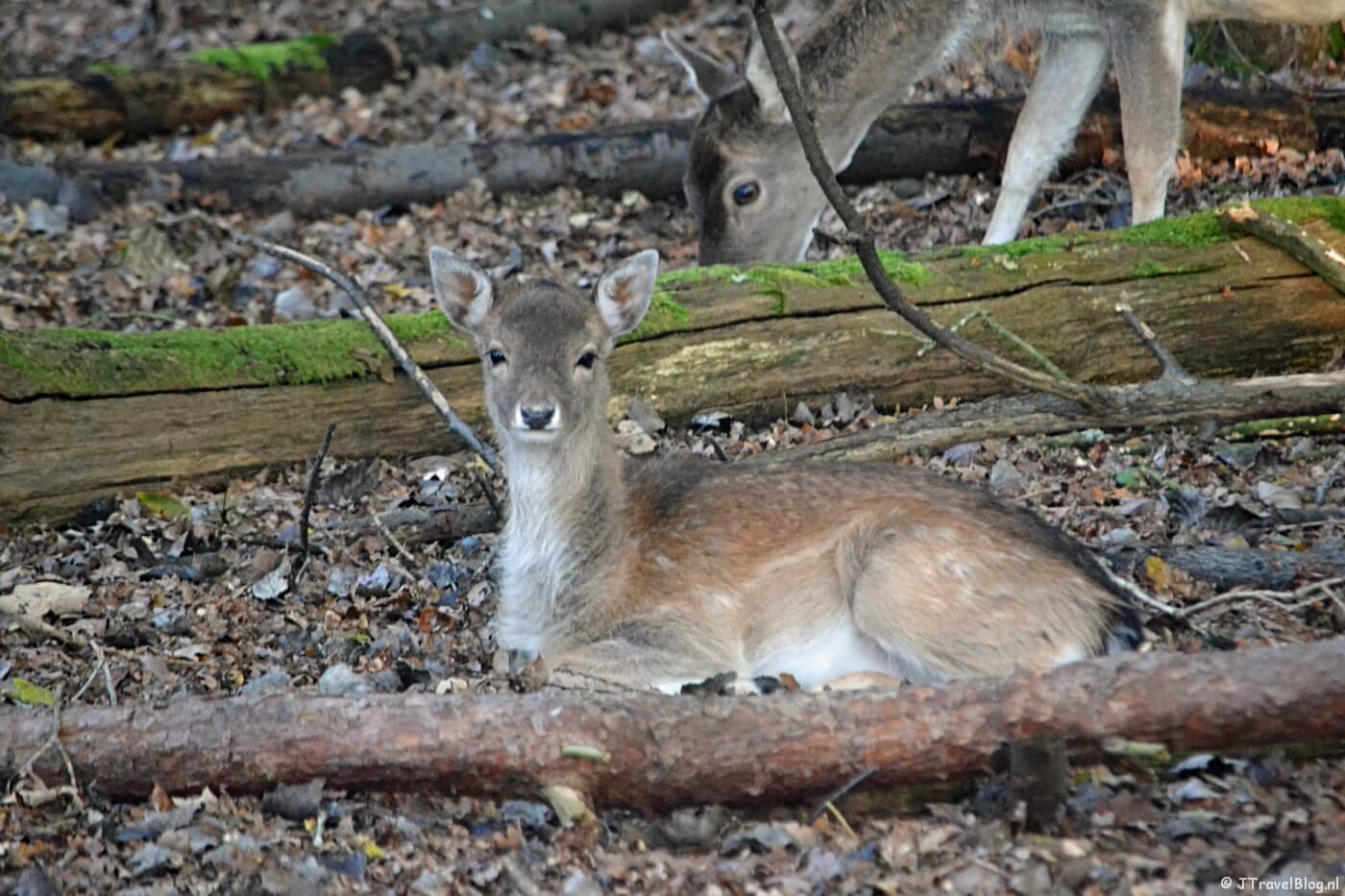 Damherten in de Amsterdamse Waterleidingduinen, oktober 2019