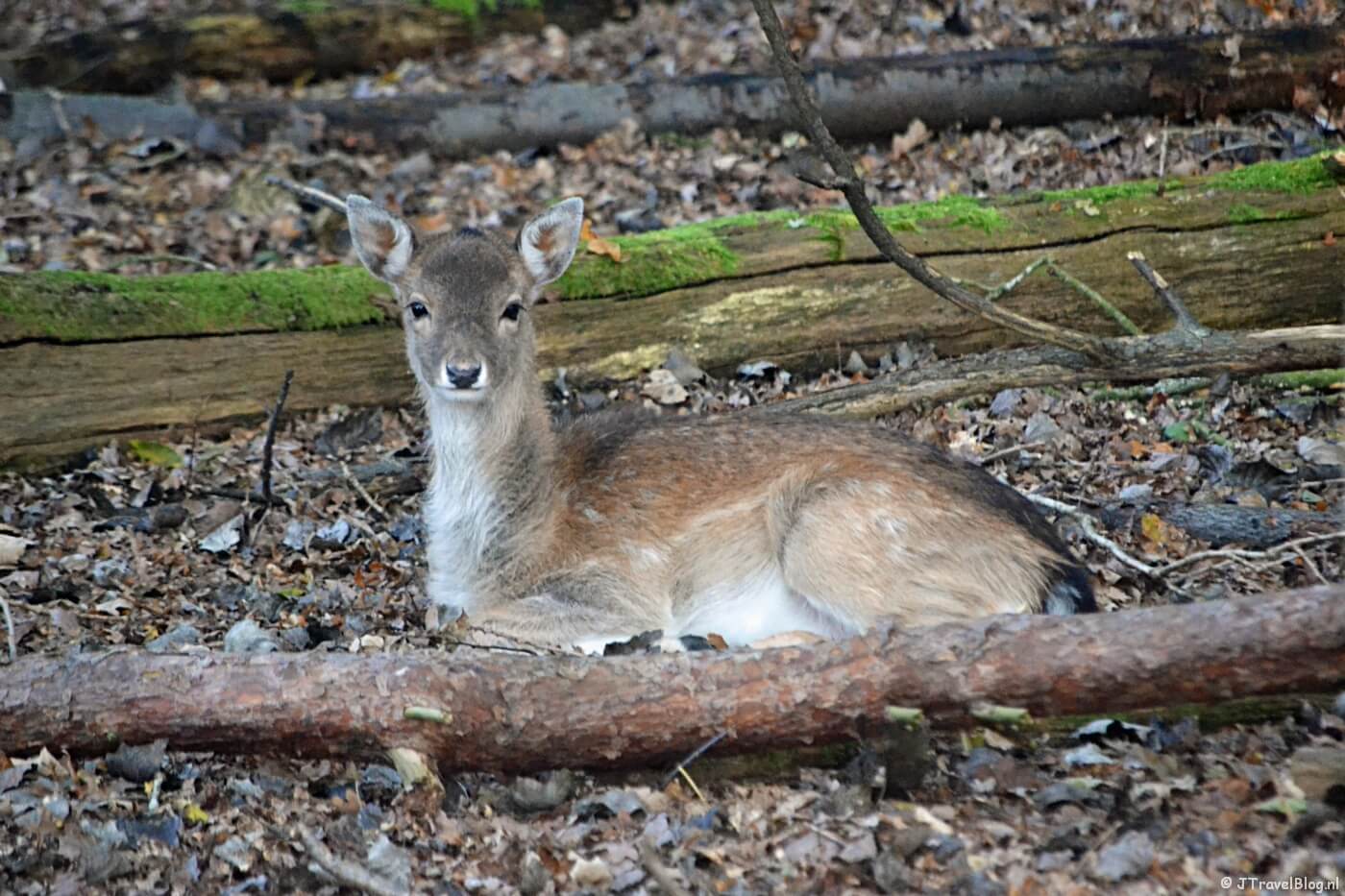 Een damhert in de Amsterdamse Waterleidingduinen