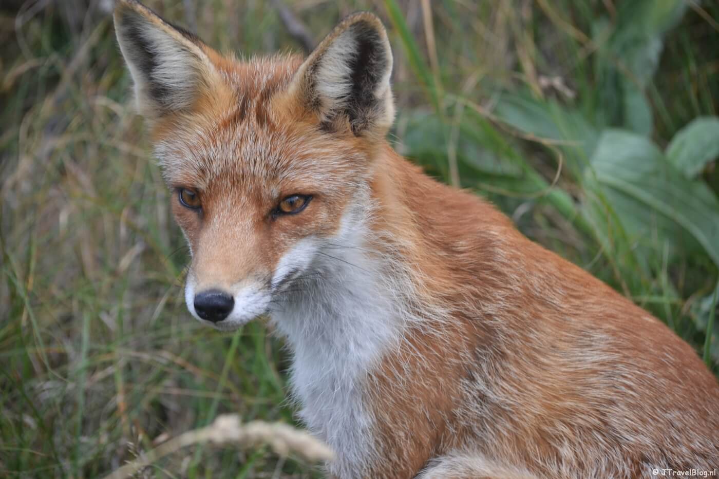 Een vos in de Amsterdamse Waterleidingduinen, augustus 2019.