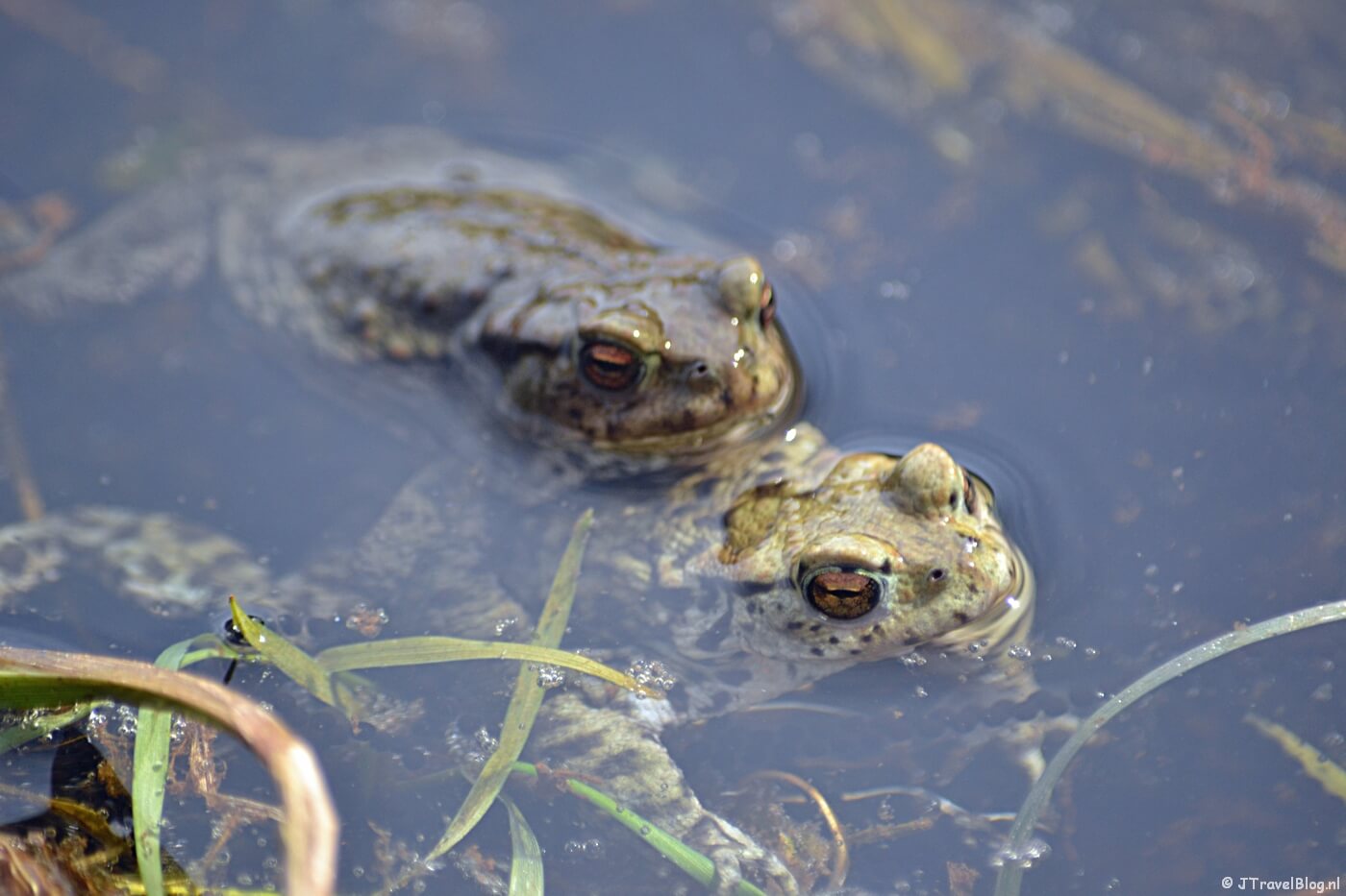 Parende padden in de Amsterdamse Waterleidingduinen