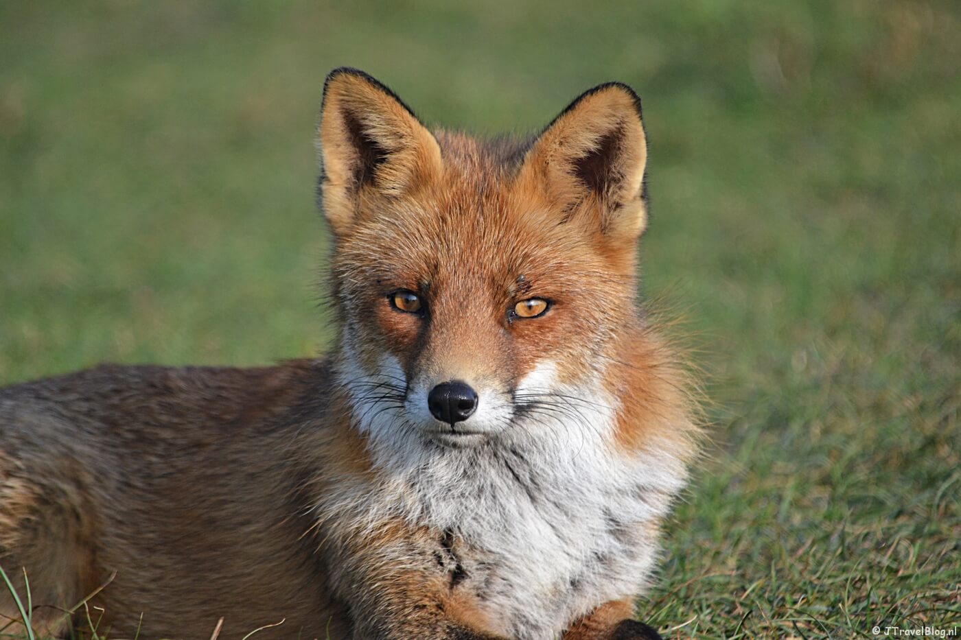 Een vos in de Amsterdamse Waterleidingduinen